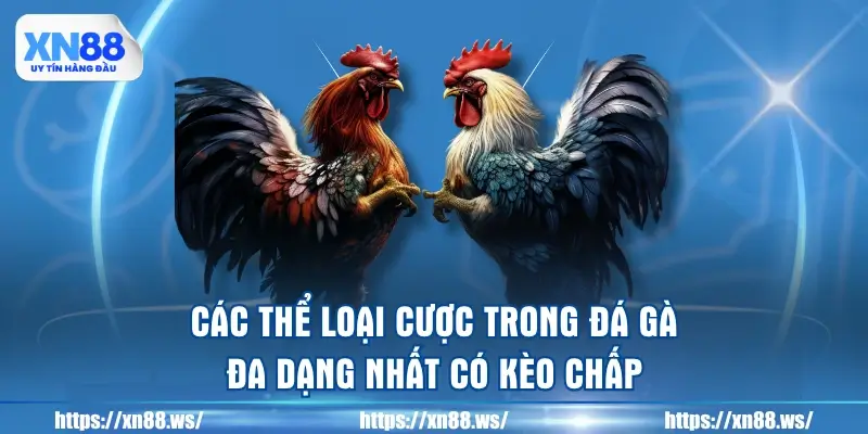 cac-the-loai-cuoc-trong-da-ga-da-dang-nhat-co-keo-chap