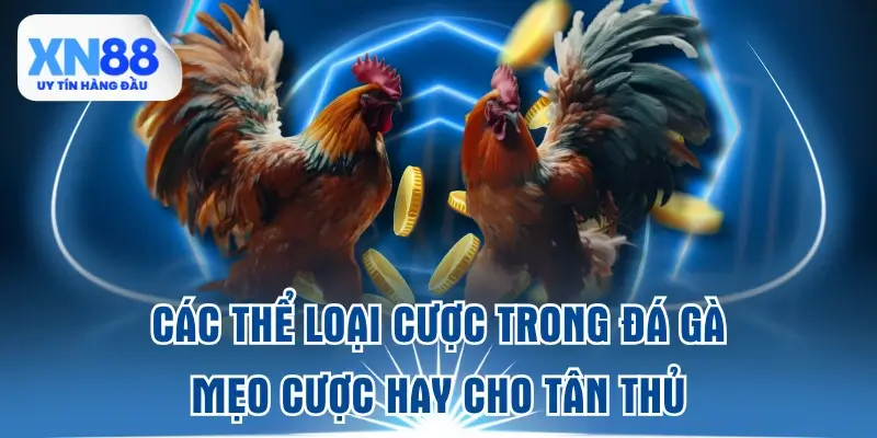 cac-the-loai-cuoc-trong-da-ga-meo-cuoc-hay-cho-tan-thu