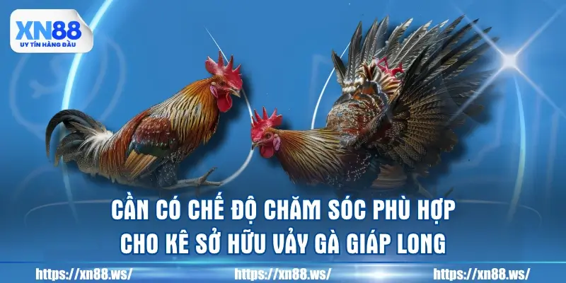 can-co-che-do-cham-soc-phu-hop-cho-ke-so-huu-vay-ga-giap-long