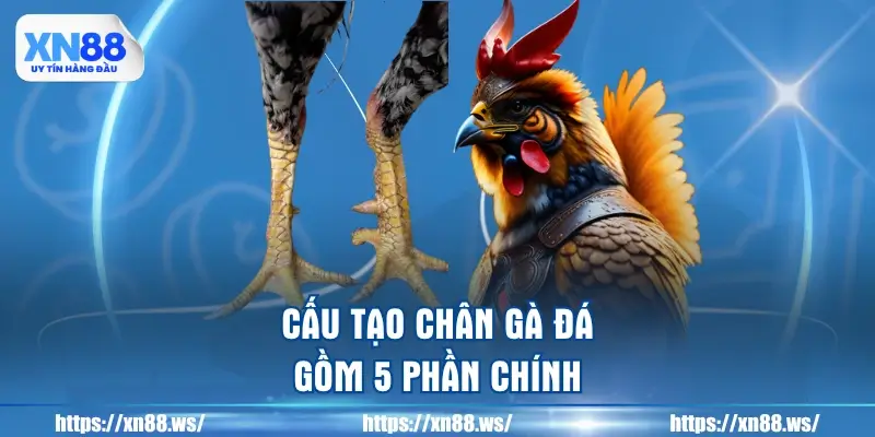 cau-tao-chan-ga-da-gom-5-phan-chinh