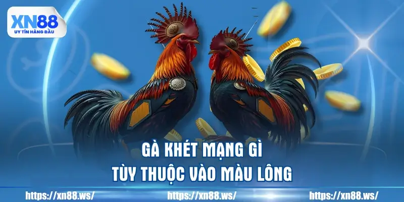 ga-khet-mang-gi-tuy-thuoc-vao-mau-long
