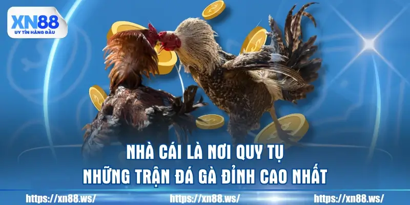 nha-cai-la-noi-quy-tu-nhung-tran-da-ga-dinh-cao-nhat