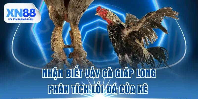 nhan-biet-vay-ga-giap-long-or-phan-tich-loi-da-cua-ke