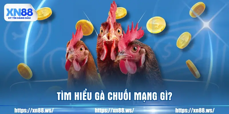 tim-hieu-ga-chuoi-mang-gi