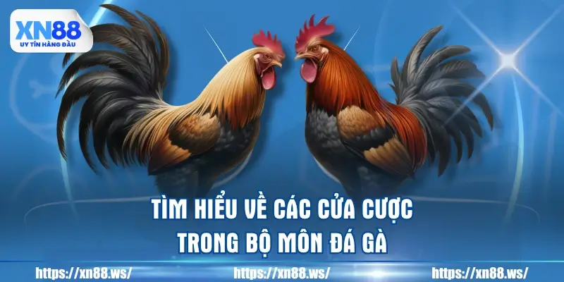 tim-hieu-ve-cac-cua-cuoc-trong-bo-mon-da-ga