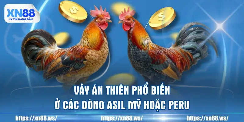 vay-an-thien-pho-bien-o-cac-dong-asil-my-hoac-peru