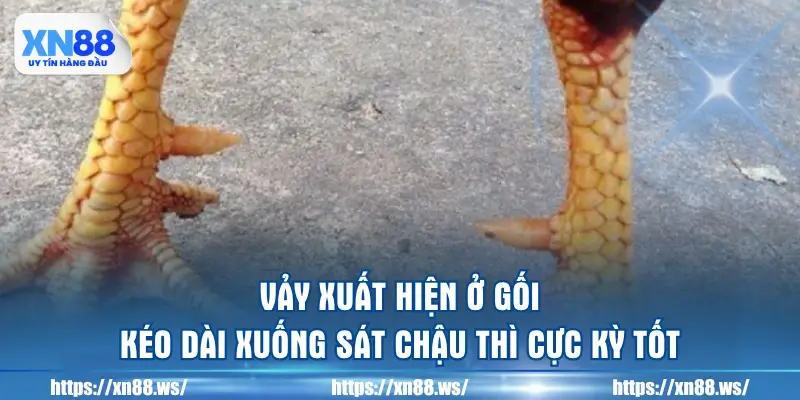 vay-xuat-hien-o-goi-keo-dai-xuong-sat-chau-thi-cuc-ky-tot